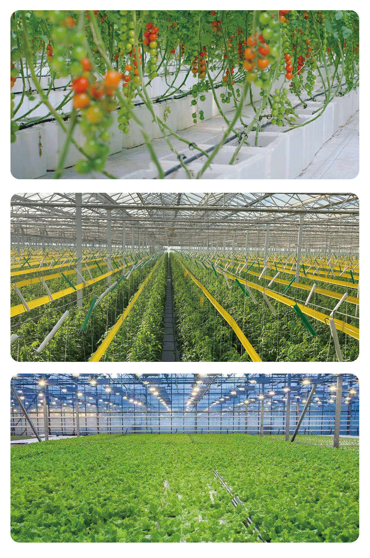 best grow lights for indoor plants