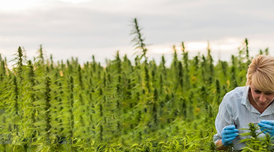 Luxgrow debuted at MJBizcon in Las Vegas, USA