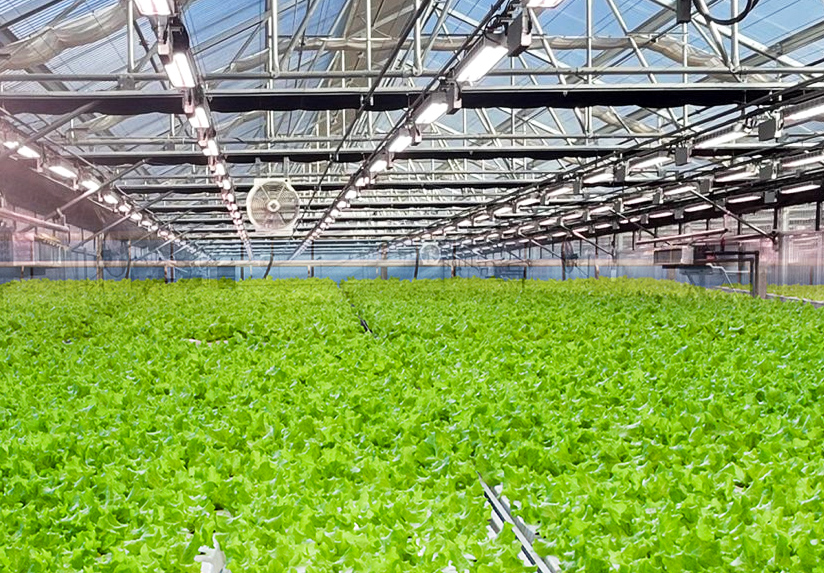 Vertical Farming Greenhouse Cultivation