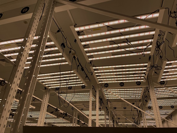 Maximizing Seedling Growth with Adjustable Spectrum LED Grow Lights