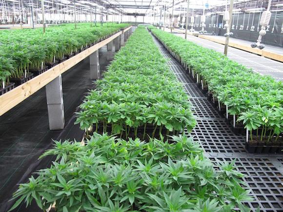 Benefits of the Cannabis Plant