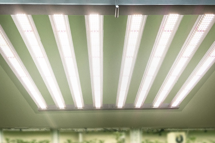 What equipment is necessary for greenhouse cannabis cultivation?