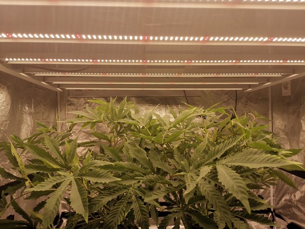 How to Choose the Right Spectrum for Cannabis Growth