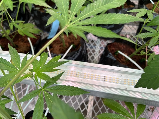LED grow light commercial cannabis cultivation lighting tips: