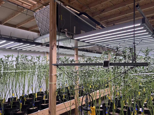 Luxgrow teaches you how to choose a plant light that's right for your location