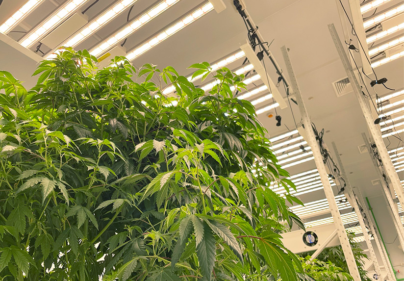 Is every full spectrum LED suitable as grow lamp?
