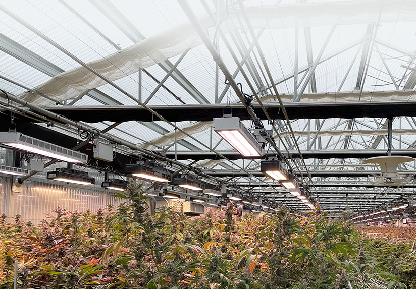 Verification stage of plant lights