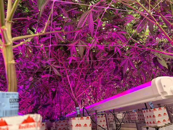 How to optimize the spectrum to provide the right light quality for different plant growth stages