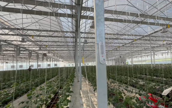 How to choose a plant light that suits you?