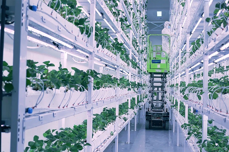 Cannabis greenhouse facility grow light