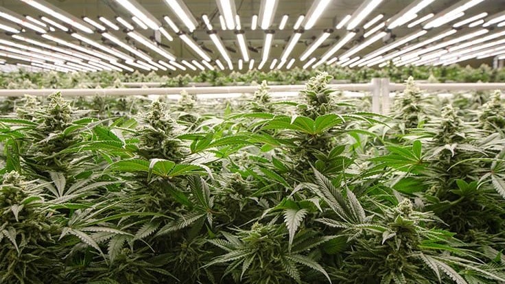 What is the best growing light for indoor plants?