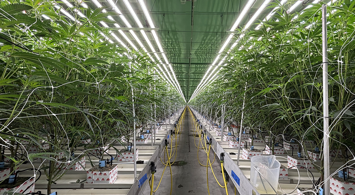 Why do Europe and America prefer to use planting lights for planting?