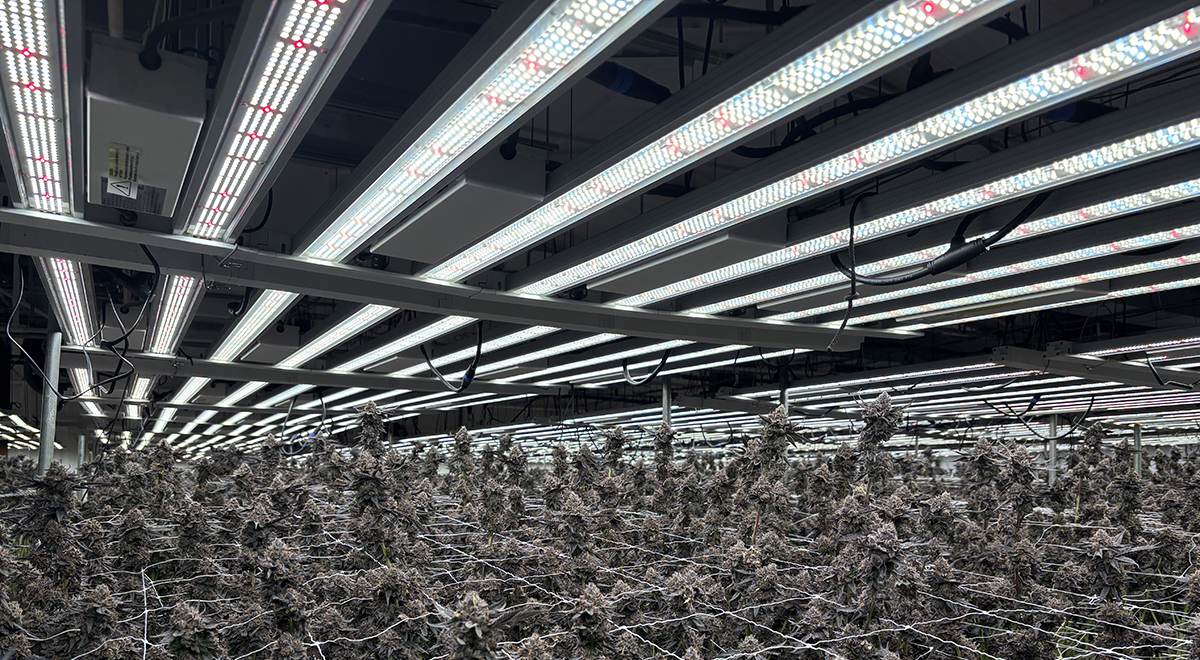 HPS-to-LED Precision Retrofit: A Greenhouse-to-Indoor Grow Light