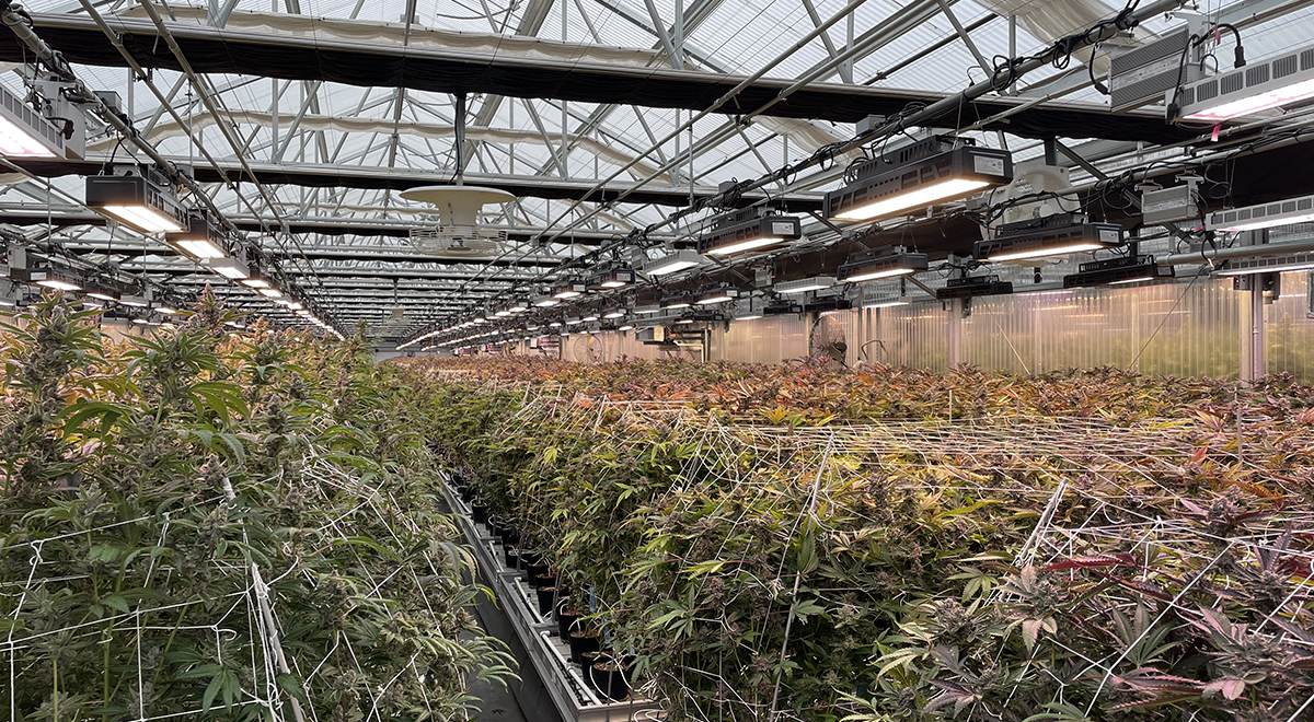 Maximize Your Greenhouse Cannabis Yield with the LPTC800S-SO: 1:1 replaced HPS with LED Solution