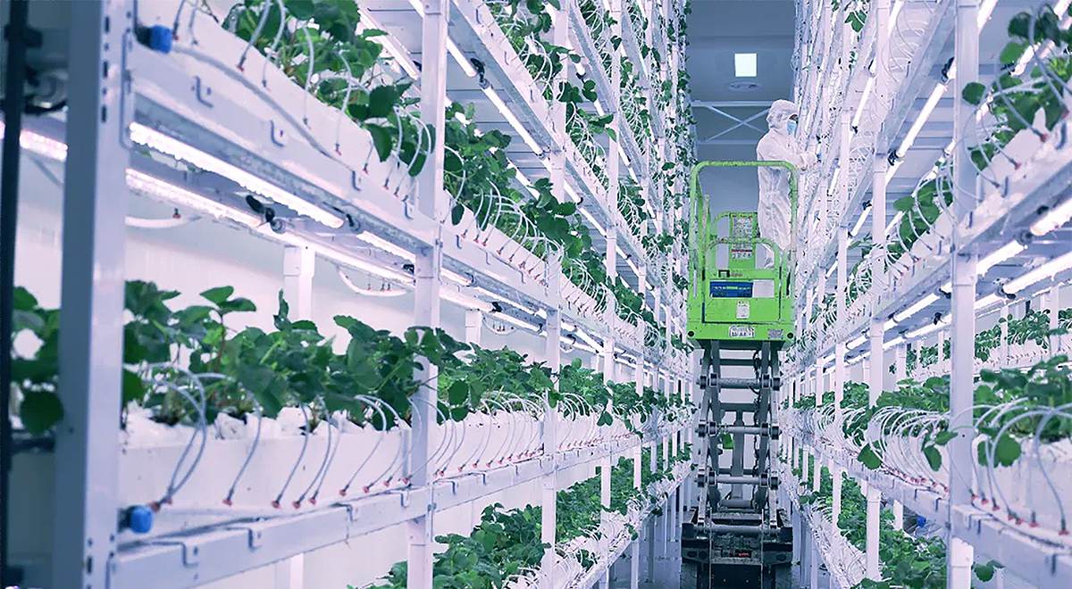  Maximizing Strawberry plants Yields via High-advancedVertical Farming and Precision Luxgrow LED Technology