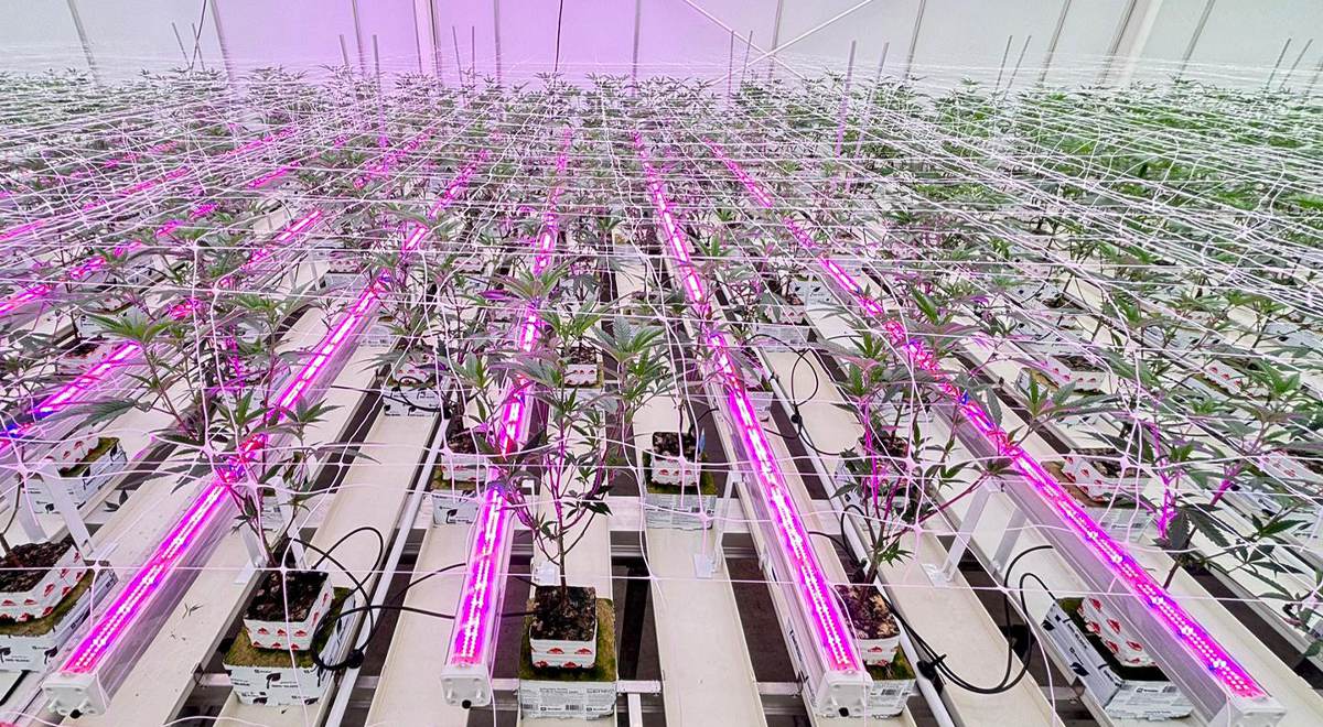 Maximizing Cannabis Yields: The Power of Luxgrow Under-Canopy Lighting