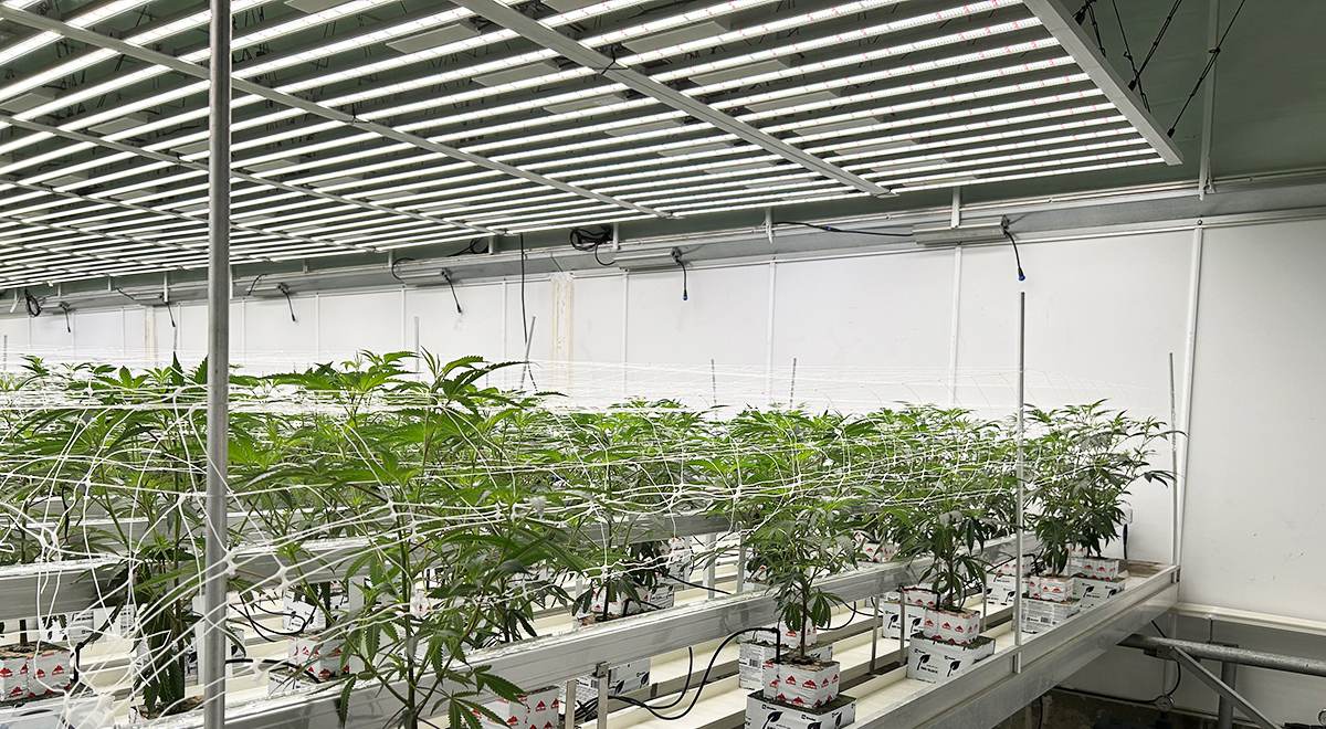 The Golden Combo: Why Overhead + Under-Canopy Lighting is the Future of Cultivation