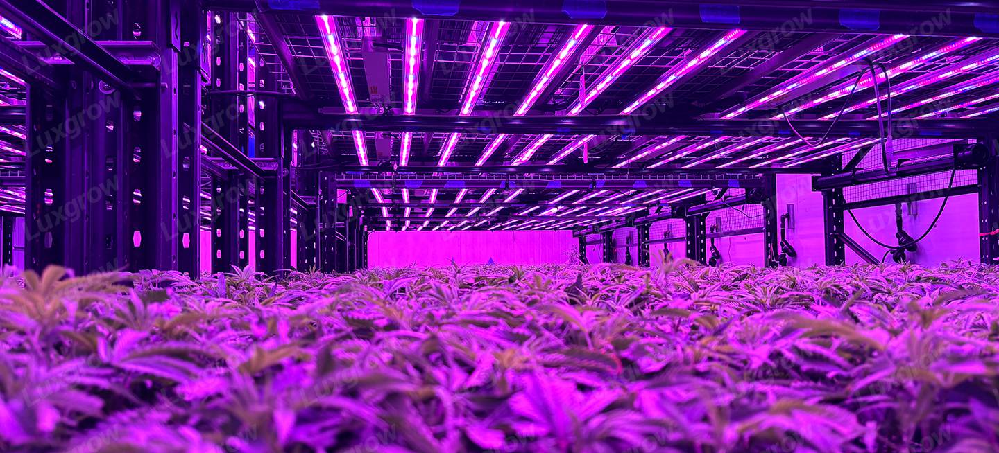 grow-light-for-weed