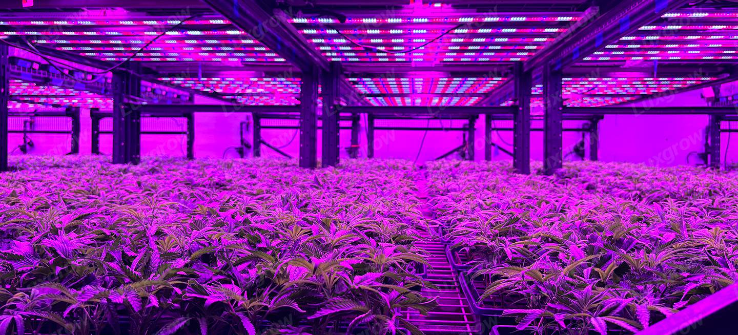 led-grow-lights-for-seedlings