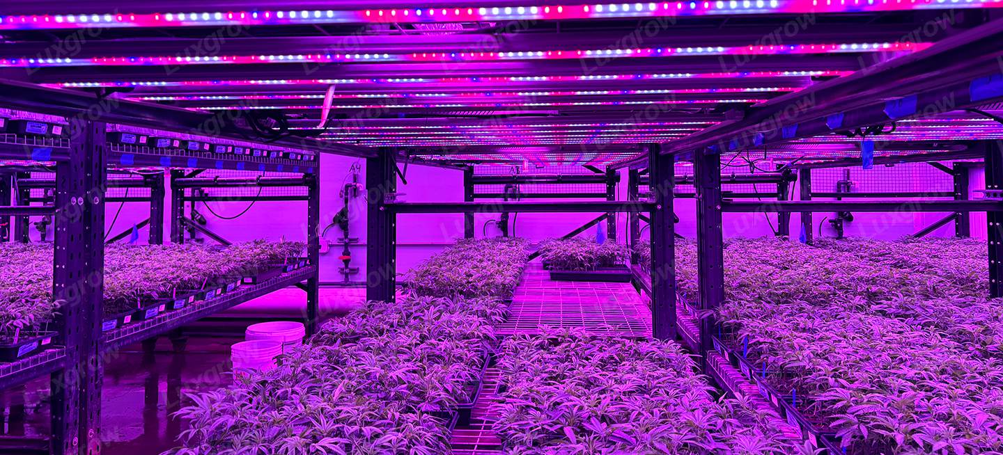 cannabis-grow-lights