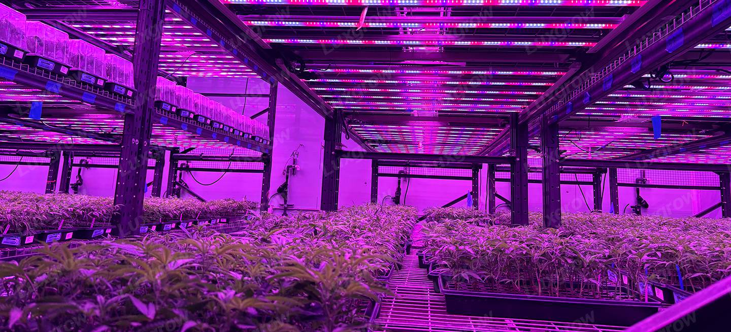 led-grow-lights-for-weed