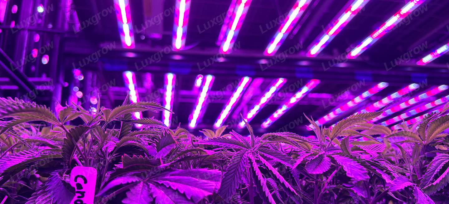 full-spectrum-led-grow-lights-for-weed