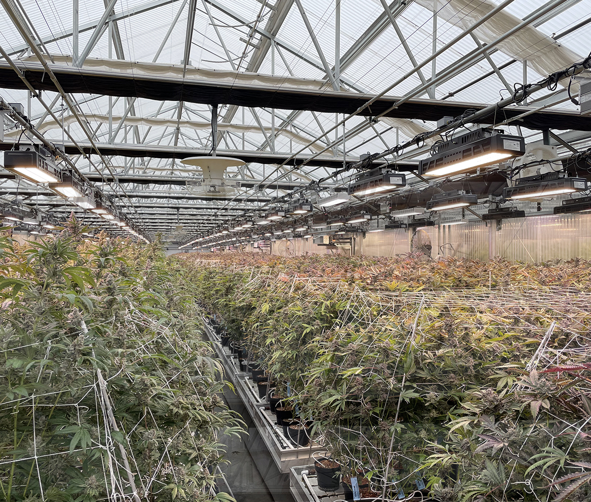 Led Grow Light 