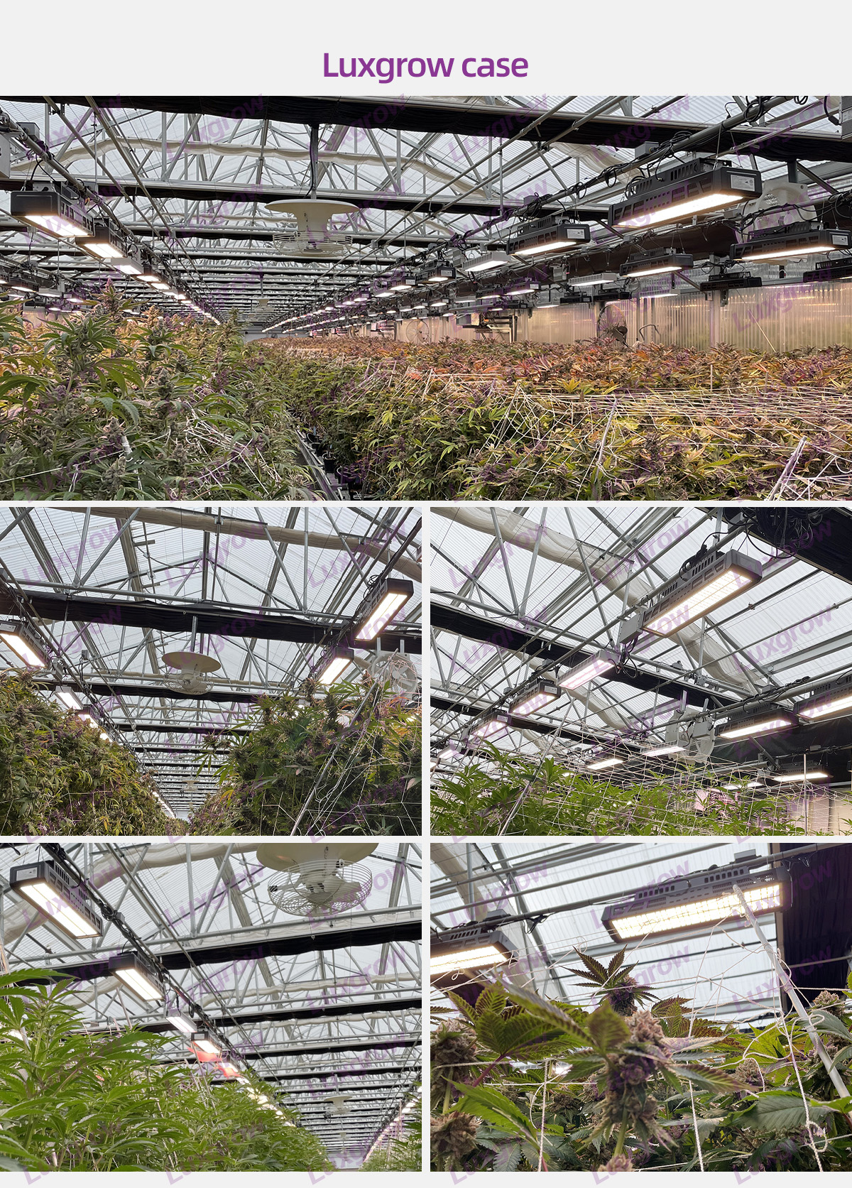 Led Grow Light 