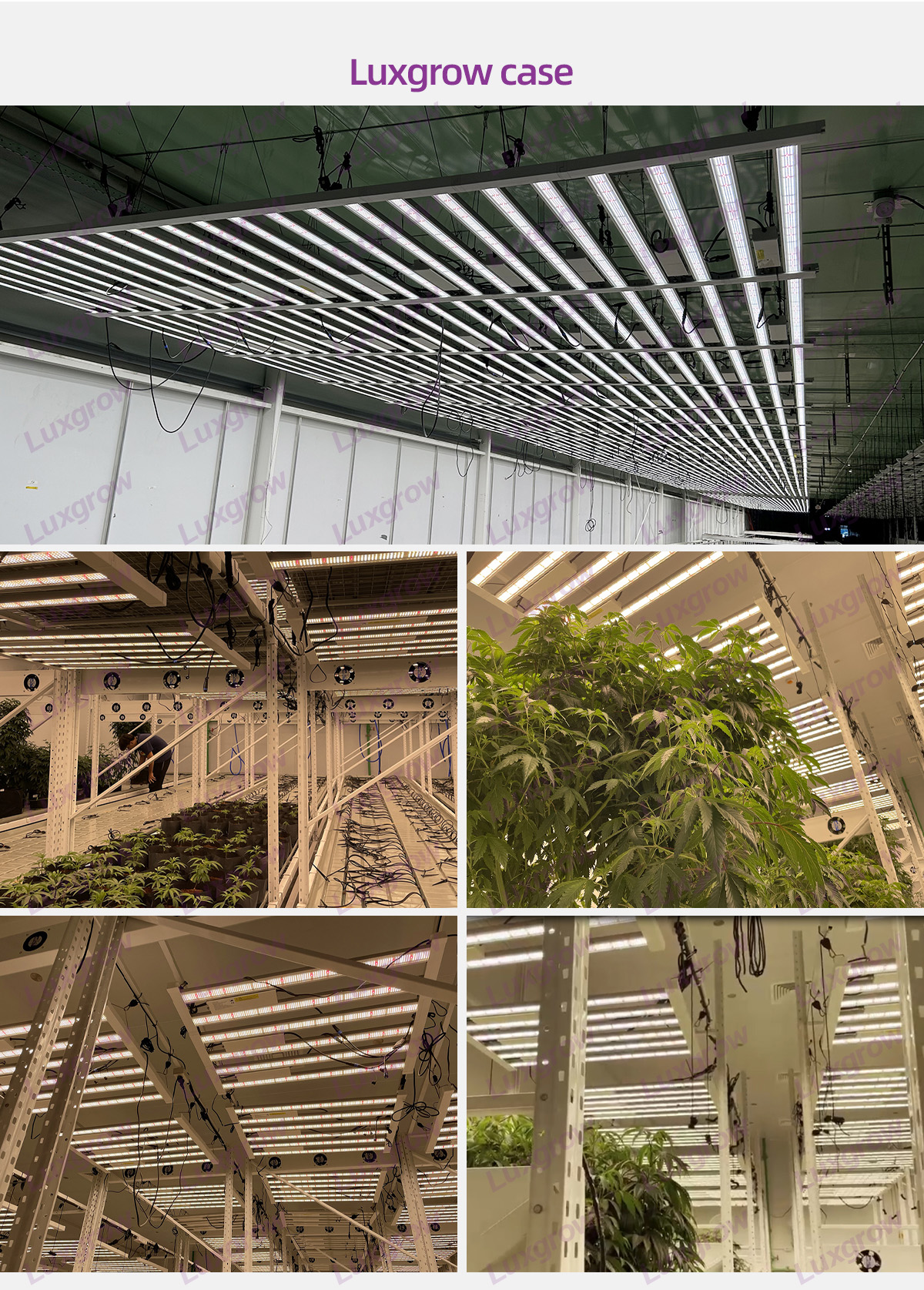 LED grow light 