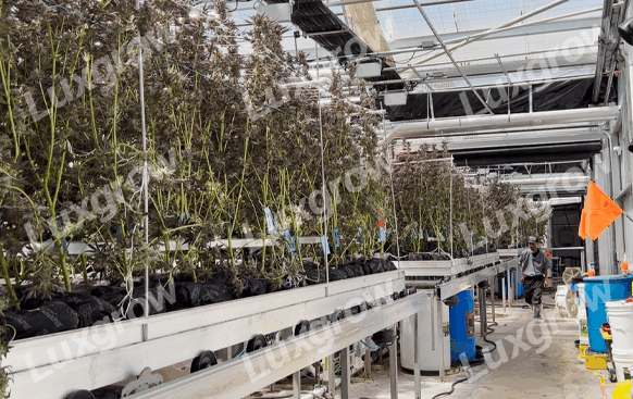 What is the difference between greenhouse and indoor grow lights?