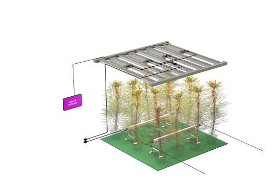 Best Light Sources for Cannabis Seedlings