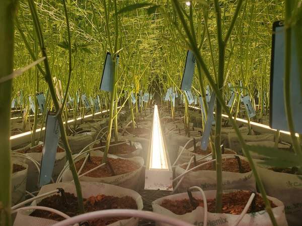 LPUC120JN-OT Indoor grow lighta (1).jpg