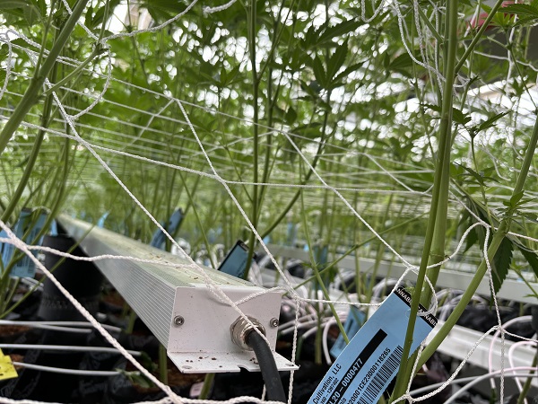 luxgrow led grow light supplier