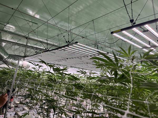 How to optimize your growing process with energy-efficient greenhouses