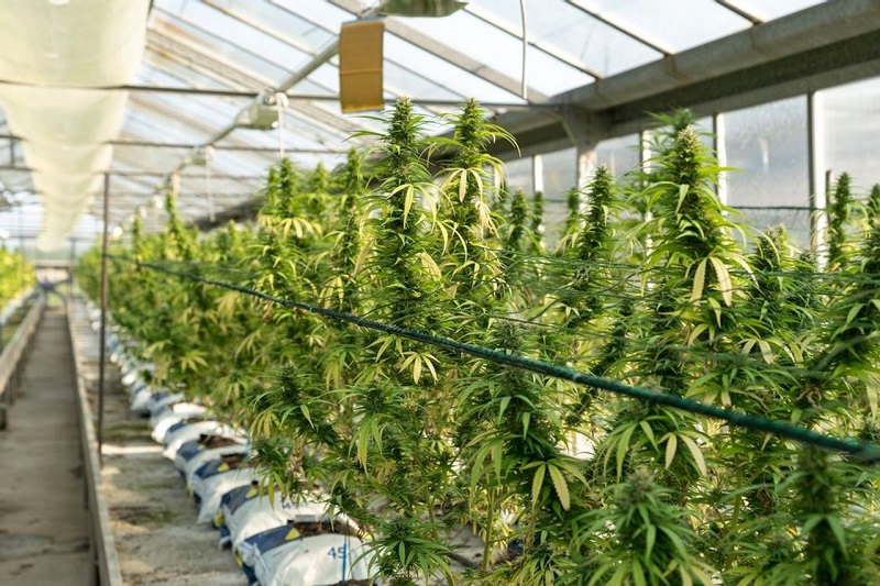 How to increase cannabis yields through precise light control