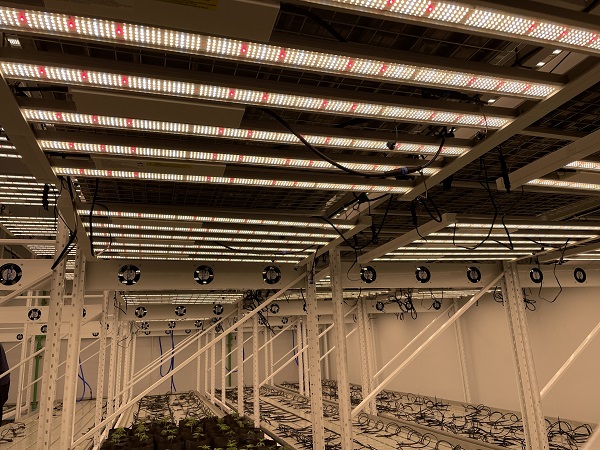 How can cannabis growers improve yield and quality?