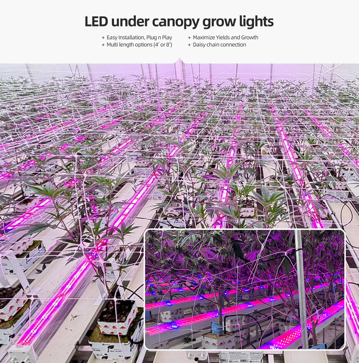 High-power plant lamps lead the innovation of modern agricultural lighting