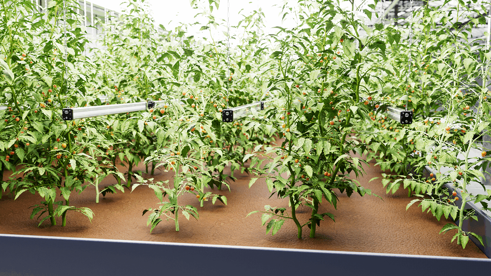 Tomato greenhouse fill light is highly efficient and energy-saving to help agricultural development