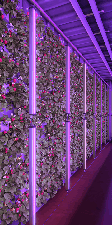 LED lights for growing strawberries.png LED lights for growing strawberries.png