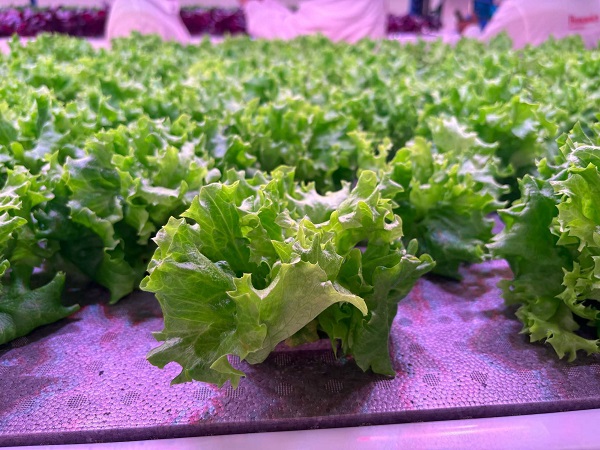 indoor grow lights for vegetables-luxgrow (3).jpg