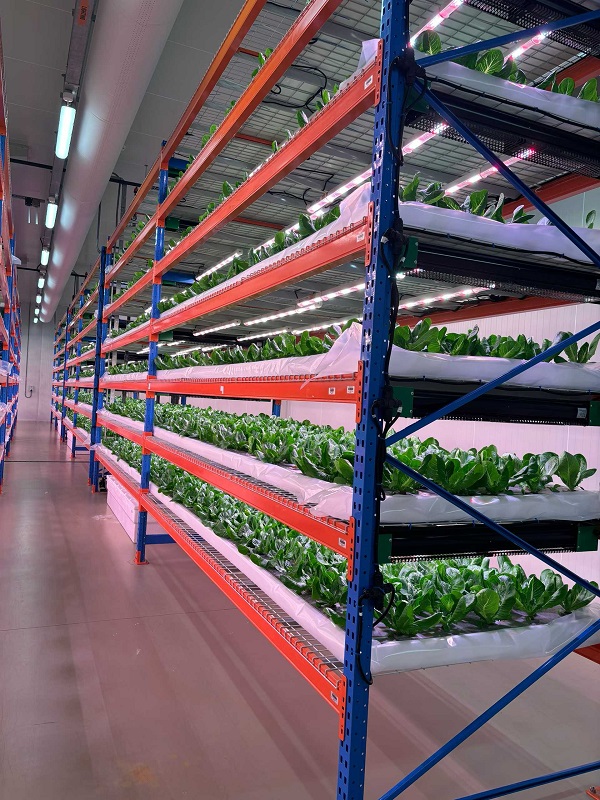 indoor grow lights for vegetables-luxgrow (2).jpg