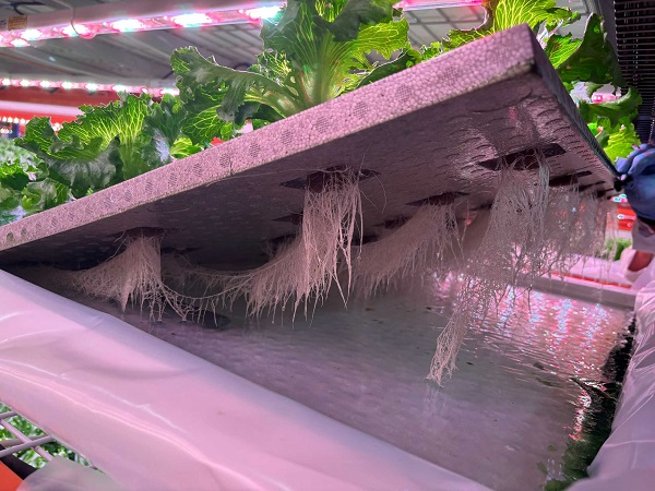 Signs of excessive sunlight