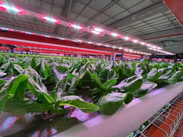 indoor grow lights for vegetables-luxgrow (6).jpg