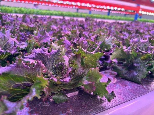 The difference between plant light strips and light panels