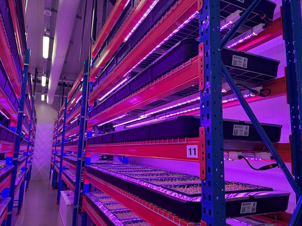 Multi-layer high-density planting, what kind of lighting to choose