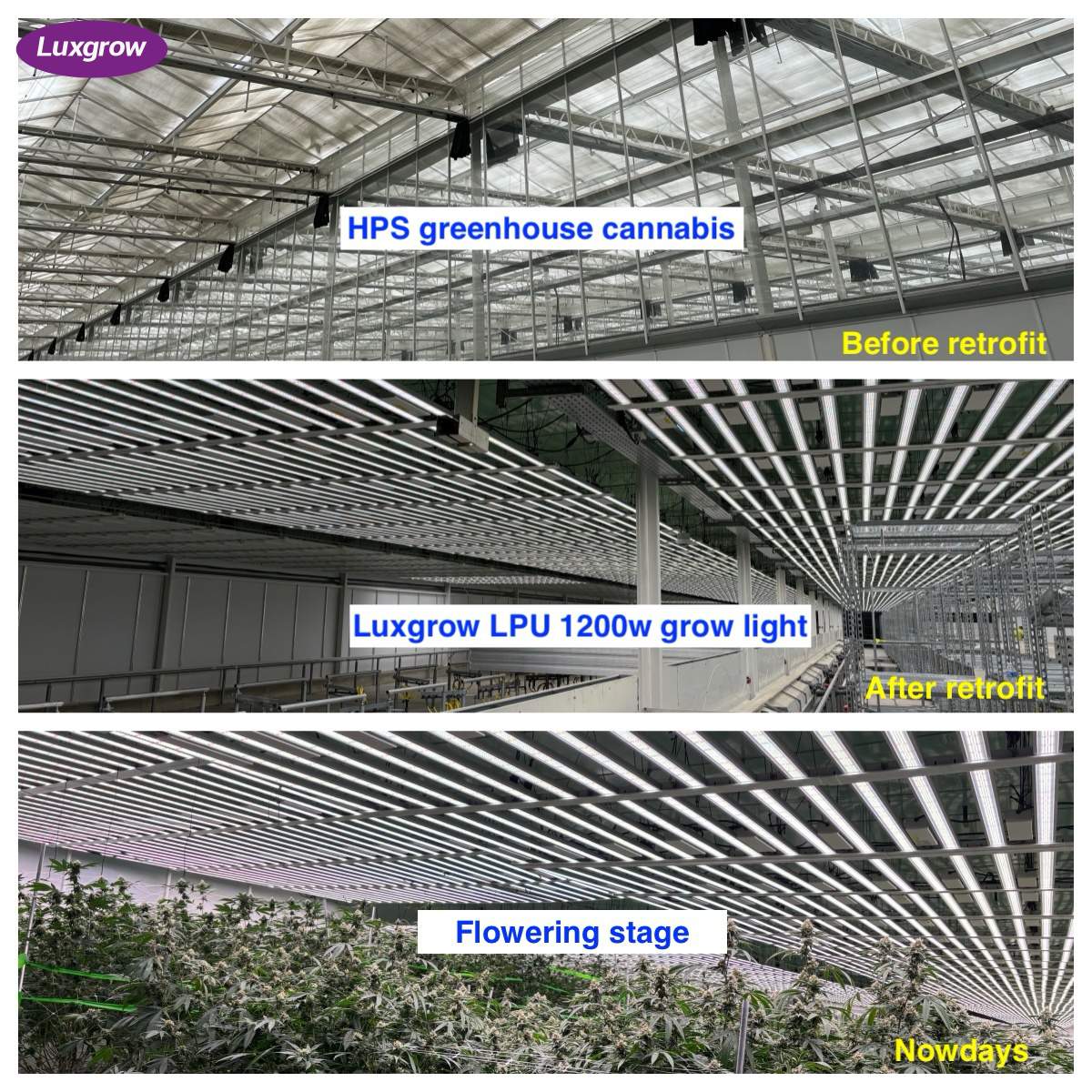 Luxgrow LPU 1200w grow light