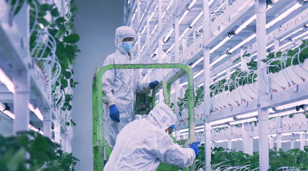 LED-Indoor-grow-light