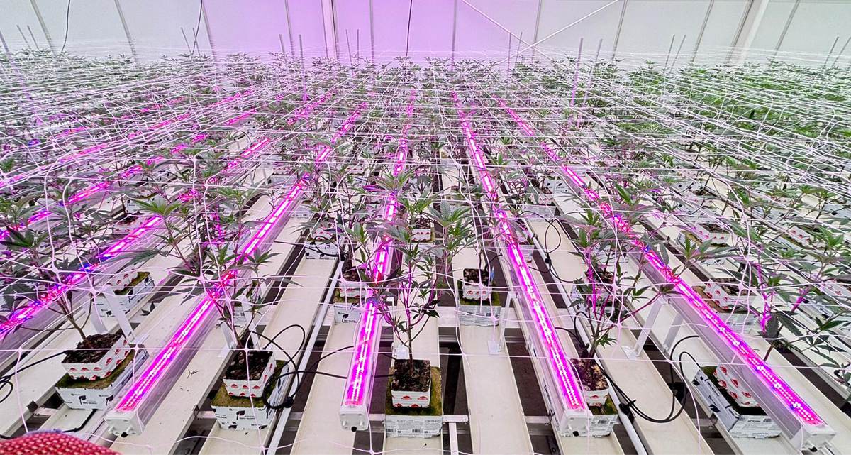 Luxgrow-LPUC-120w-Under-canopy-light