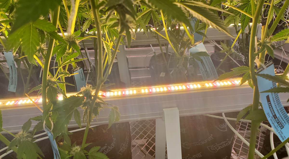 Under-canopy-light-1