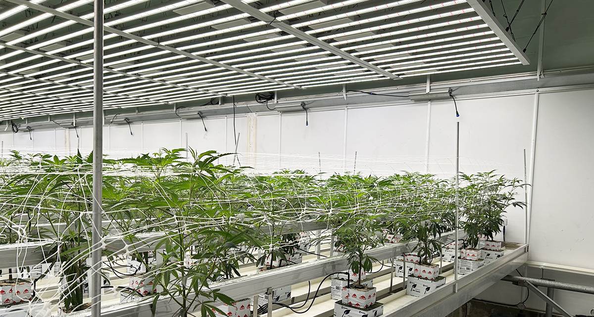 Luxgrow-LPUC-120w-Under-canopy-light